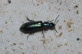 Attēlu rezultāti vaicājumam “Dasytes caeruleus”