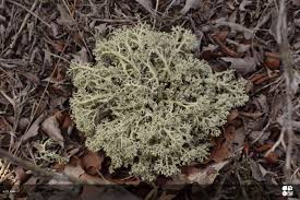 Attēlu rezultāti vaicājumam “Cladonia mitis”