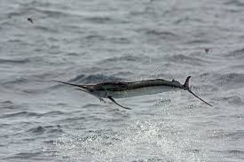 Image result for Kajikia albida