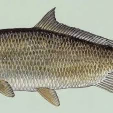 Image result for Ictiobus niger