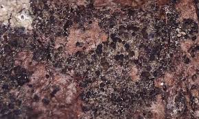 Attēlu rezultāti vaicājumam “Scoliciosporum chlorococcum”