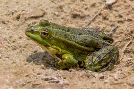 Attēlu rezultāti vaicājumam “Pelophylax”