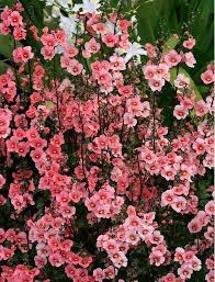 Image result for Alonsoa liniflora