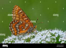 Attēlu rezultāti vaicājumam “Euphydryas maturna”