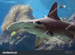 Image result for Sphyrna lewini