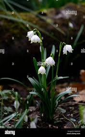 Attēlu rezultāti vaicājumam “Leucojum vernum var. carpathicum flower”