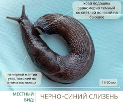 Attēlu rezultāti vaicājumam “Krynickillus melanocephalus”