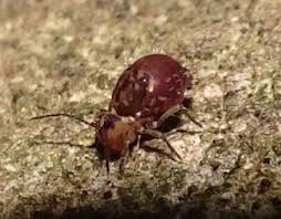 Attēlu rezultāti vaicājumam “Ptenothrix sp.”