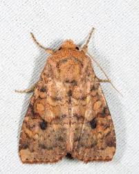 Attēlu rezultāti vaicājumam “Apamea ophiogramma”