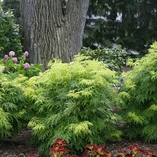 Attēlu rezultāti vaicājumam “Sambucus racemosa leaf”
