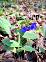 Attēlu rezultāti vaicājumam “Pulmonaria angustifolia flower”