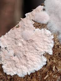 Attēlu rezultāti vaicājumam “Corticium roseum”