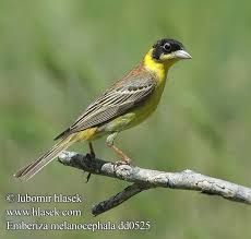 Image result for Emberiza melanocephala