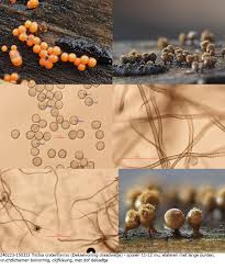 Attēlu rezultāti vaicājumam “Trichia crateriformis”