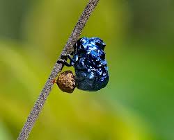 Attēlu rezultāti vaicājumam “Cribraria rubiginosa stalked”