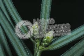 Attēlu rezultāti vaicājumam “Taxus baccata bud”