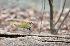 Image result for Seiurus aurocapilla