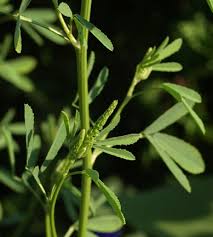 Attēlu rezultāti vaicājumam “Melilotus albus leaf”