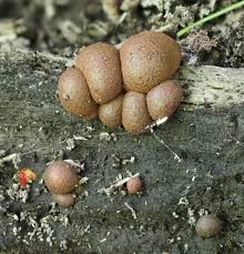 Attēlu rezultāti vaicājumam “Lycogala cf. oleocrystalliferum young”