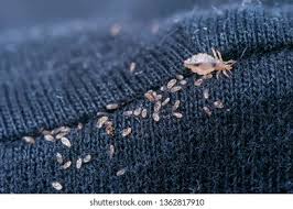 Attēlu rezultāti vaicājumam “Phthiraptera”