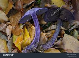 Attēlu rezultāti vaicājumam “Cortinarius violaceus”
