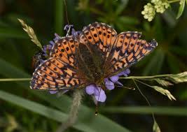 Attēlu rezultāti vaicājumam “Boloria aquilonaris underside”