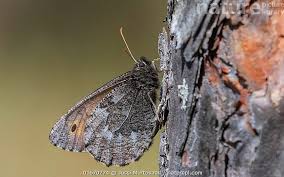 Attēlu rezultāti vaicājumam “Oeneis jutta”