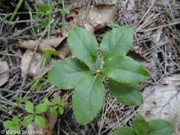 Attēlu rezultāti vaicājumam “Orthilia secunda fruit”