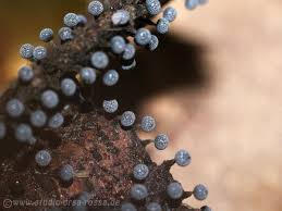 Attēlu rezultāti vaicājumam “Didymium melanospermum”