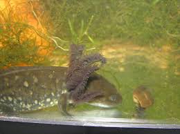 Attēlu rezultāti vaicājumam “Diderma tigrinum young”