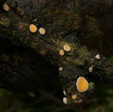 Attēlu rezultāti vaicājumam “Lachnellula willkommii”