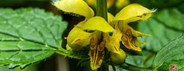 Attēlu rezultāti vaicājumam “Lamiastrum galeobdolon”