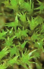 Attēlu rezultāti vaicājumam “Dicranella staphylina”