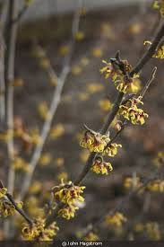 Attēlu rezultāti vaicājumam “Hamamelis vernalis bud”