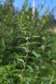Attēlu rezultāti vaicājumam “Lycopus europaeus flower”