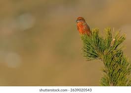 Image result for Loxia curvirostra