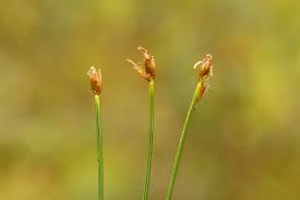 Attēlu rezultāti vaicājumam “Trichophorum cespitosum”