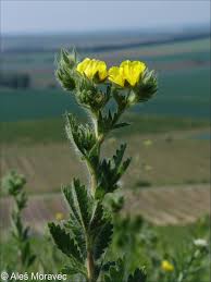 Image result for Potentilla recta