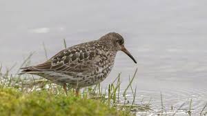 Attēlu rezultāti vaicājumam “Calidris maritima adult”