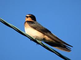 Attēlu rezultāti vaicājumam “Hirundo rustica juvenile”