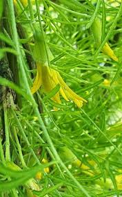 Attēlu rezultāti vaicājumam “Caragana arborescens flower”