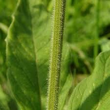 Attēlu rezultāti vaicājumam “Lysimachia punctata”