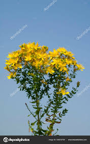 Image result for Johanniskraut