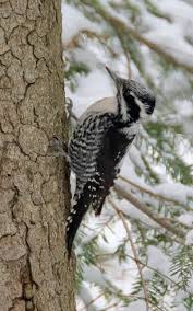 Attēlu rezultāti vaicājumam “Picoides tridactylus adult”