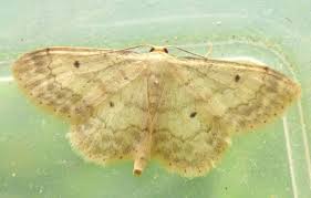 Attēlu rezultāti vaicājumam “Idaea biselata”