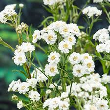 Image result for Achillea Ptarmica