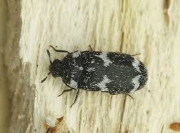 Attēlu rezultāti vaicājumam “Megatoma undata”