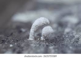 Attēlu rezultāti vaicājumam “Arcyria stipata young”