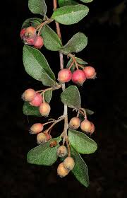 Attēlu rezultāti vaicājumam “Cotoneaster multiflorus”