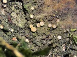 Attēlu rezultāti vaicājumam “Coenogonium pineti”